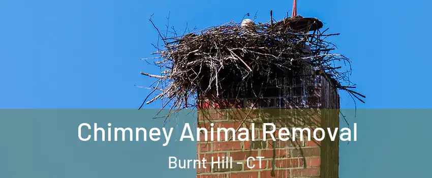 Chimney Animal Removal Burnt Hill - CT