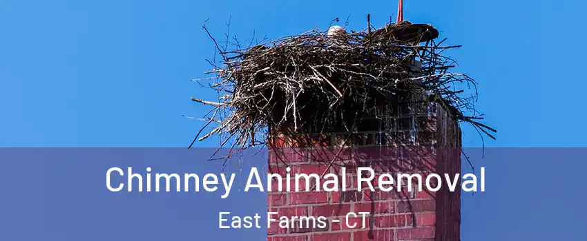 Chimney Animal Removal East Farms - CT