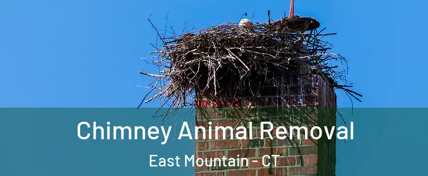 Chimney Animal Removal East Mountain - CT