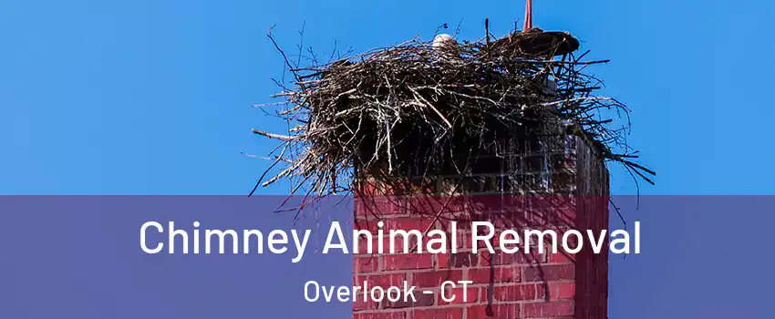 Chimney Animal Removal Overlook - CT