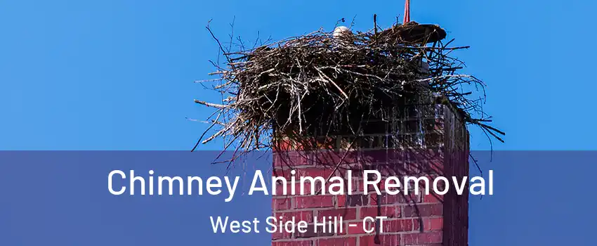 Chimney Animal Removal West Side Hill - CT