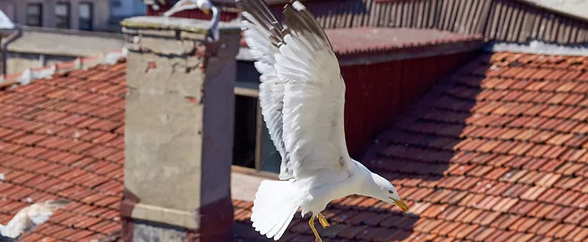 Residential Chimney Animal Removal Solution in East Mountain, CT